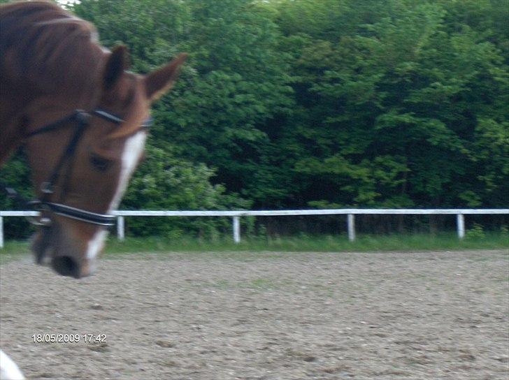 Anden særlig race Pippi SOLGT :'( billede 9