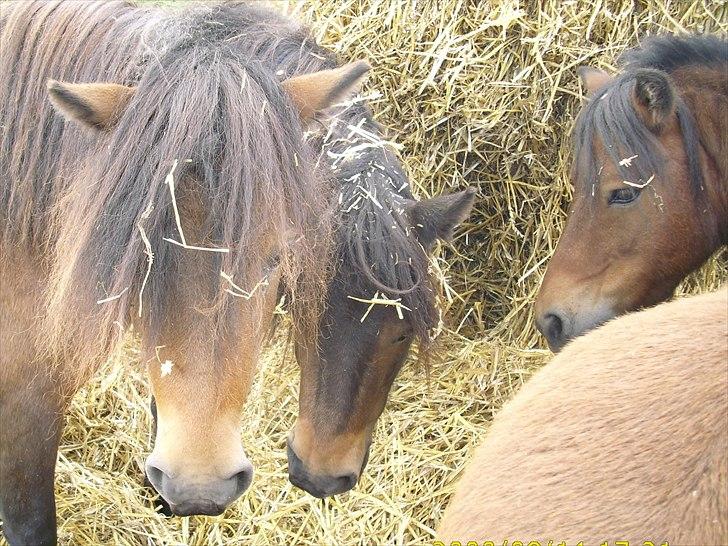 Shetlænder Ædellunds Matilde - Fra venstre: Matilde, Markus og Max. hendes bror og hendes far! billede 7