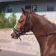 Anden særlig race Plet *Solgt*