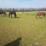 Anden særlig race Plet *Solgt*