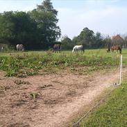 Anden særlig race Plet *Solgt*