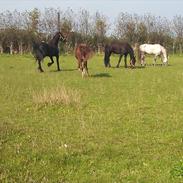 Anden særlig race Plet *Solgt*