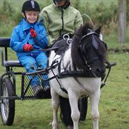 Shetlænder Tello v. d. Zandkamp