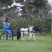 Shetlænder Tello v. d. Zandkamp