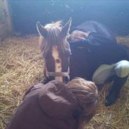 Anden særlig race Plet *Solgt*