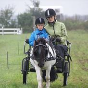 Shetlænder Tello v. d. Zandkamp