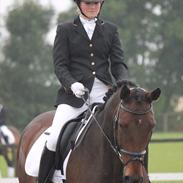 Dansk Varmblod Storm Wind (solgt)