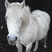 Anden særlig race Sabbe