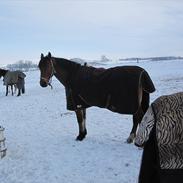 Anden særlig race Cheval