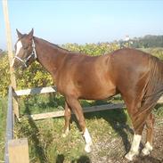 Arabisk fuldblod (OX) Bashir (Solgt)