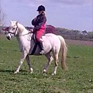 Anden særlig race Sabrina *tidl. lånepony*