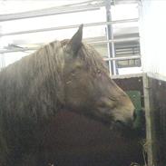 Anden særlig race Zeus