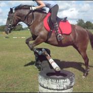 New Forest Houmarks Maj 