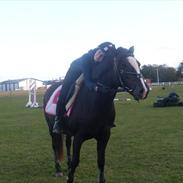 New Forest Houmarks Maj 