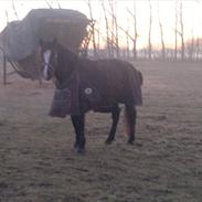 New Forest Houmarks Maj 