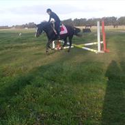 New Forest Houmarks Maj 