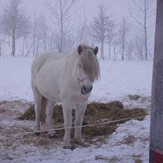 Anden særlig race Isabella-Part!