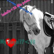 Anden særlig race Isabella-Part!