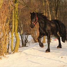 Frieser Tjitske *tidl. part*