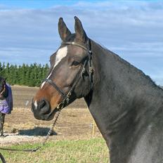 Oldenborg Rosenhavens Sindi