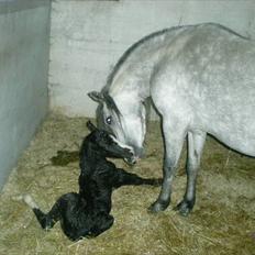 Welsh Mountain (sec A) Nørrehedens Bounty