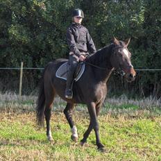 Oldenborg Rosenhavens Sindi