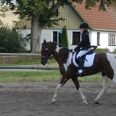 Anden særlig race Dakar Bækbo
