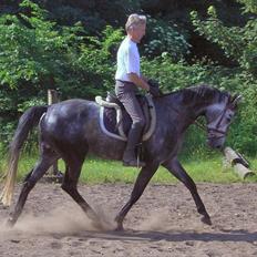 Belgisk varmblod Falco