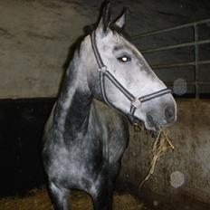 Belgisk varmblod Falco