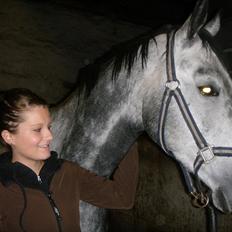 Belgisk varmblod Falco