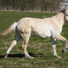 Fjordhest Østermark bine