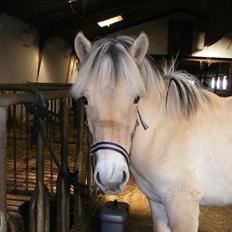 Fjordhest Østermark bine