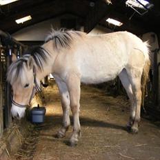 Fjordhest Østermark bine