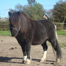 Shetlænder Thor (R.I.P)