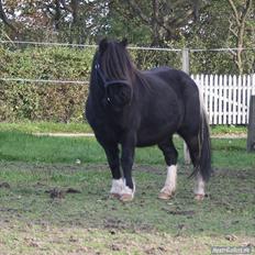 Shetlænder Thor (R.I.P)