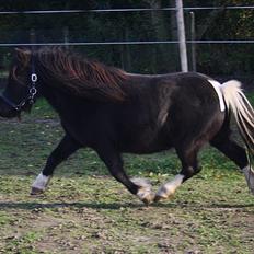 Shetlænder Thor (R.I.P)