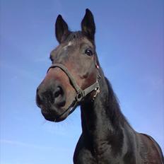 Dansk Varmblod Godiva