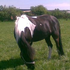 Anden særlig race Spirit ( verden største stjernepony)