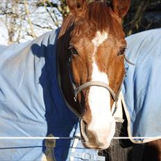 Dansk Varmblod Aluette †R.I.P?†