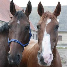 Dansk Varmblod Aluette †R.I.P?†