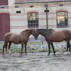 Dansk Varmblod Aluette †R.I.P?†