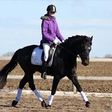 New Forest Vestergaards Zeus ALVS HINGST