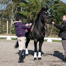 New Forest Vestergaards Zeus ALVS HINGST
