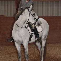 Trakehner Bint-Al-Hawa, (solgt 2011)