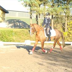 Anden særlig race Flying Buster
