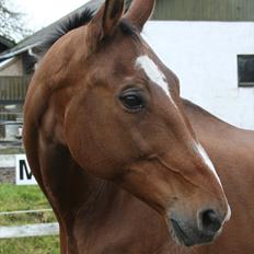 Dansk Varmblod Goldie R.I.P )':