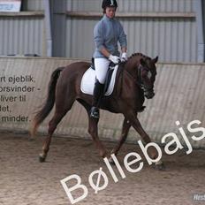 Hollandsk Sportspony Simone 