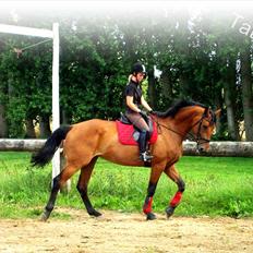 Dansk Varmblod Tatiana (Vildkat)