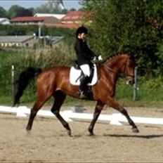 Dansk Varmblod Tatiana (Vildkat)