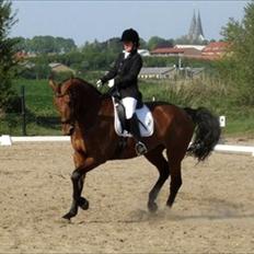 Dansk Varmblod Tatiana (Vildkat)